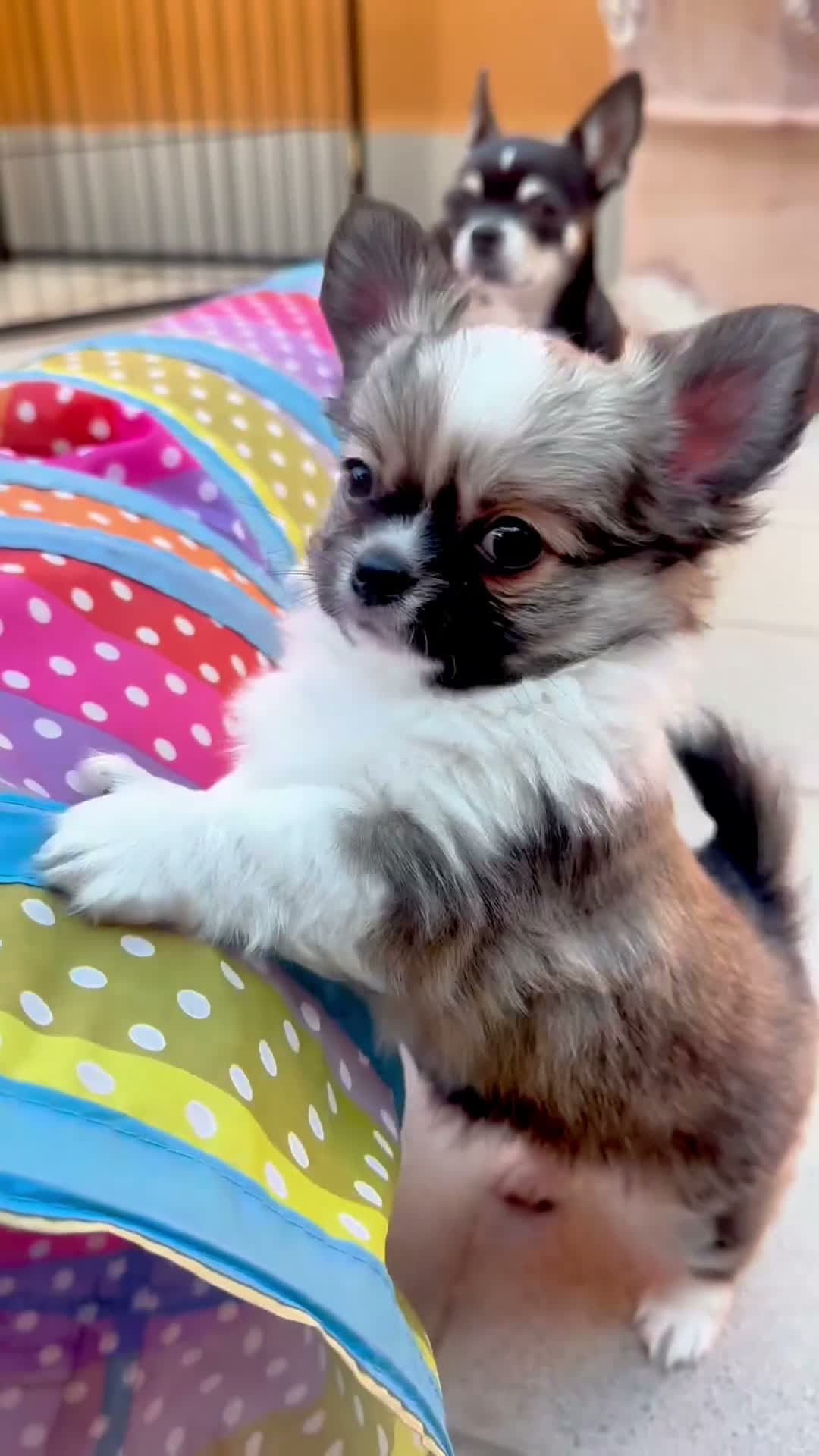 Chihuahua cani in vendita: cuccioli maschi pelo lungo con pedigree ENCI/FCI - Video 1