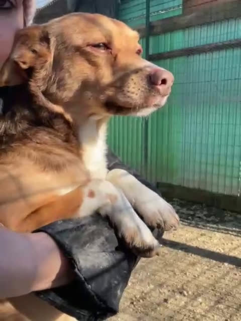 Meticcio cani in regalo: IL PICCOLO CANG - Video 1