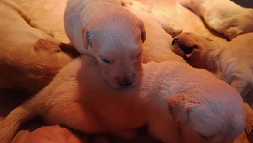 Golden Retriever cani in vendita: Cuccioli di golden retriever con pedigree - Video 1