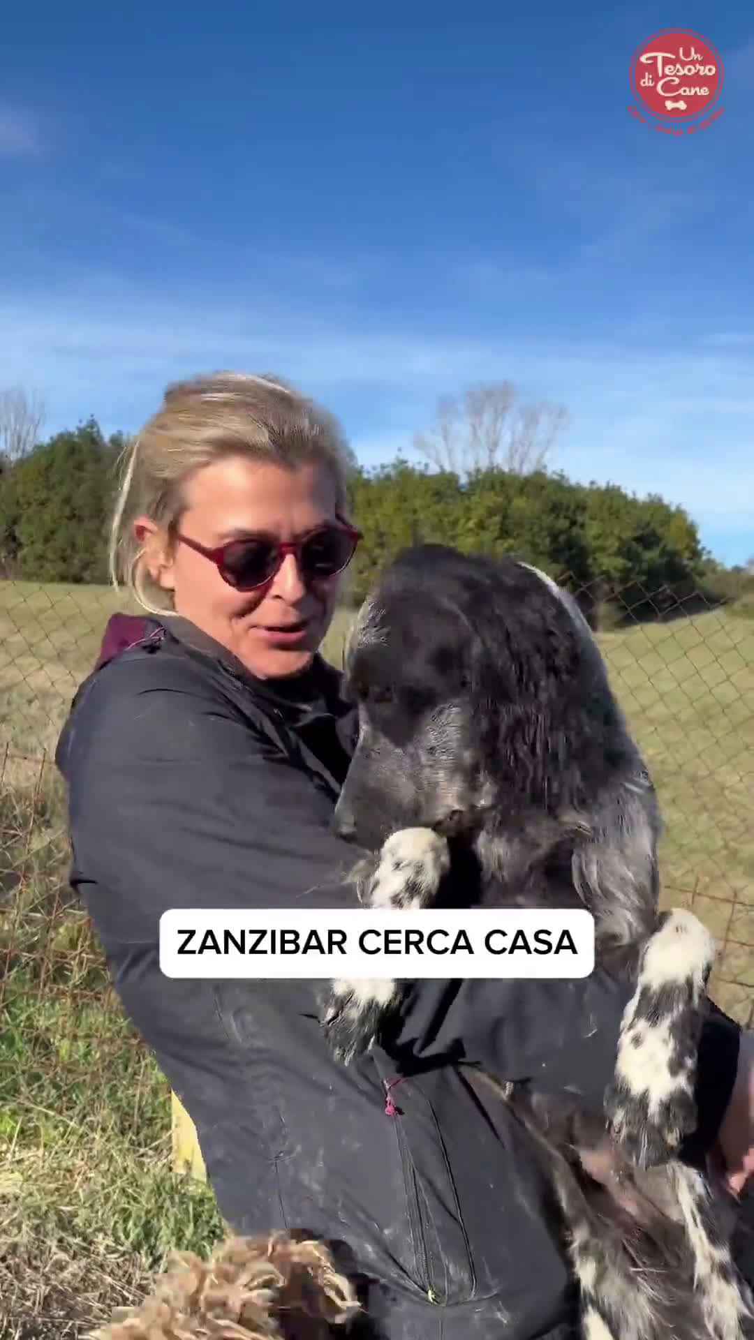 Setter Inglese cani in regalo: ZANZIBAR giovane setterino - Video 1