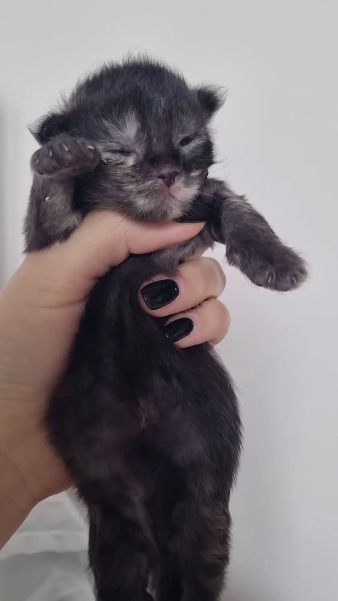 Maine Coon gatti in vendita: Prenotazioni Aperte - Cuccioli di Maine Coon! a Provincia di Cuneo - Video 1