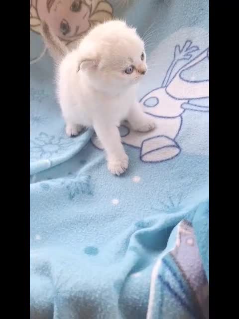 Scottish gatti in vendita: Scottish Fold con pedigree Agi Campania - Video 1