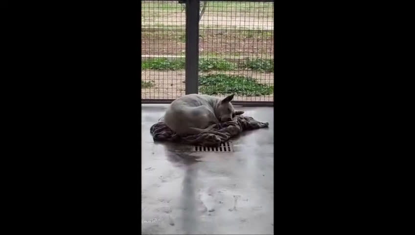 Meticcio cani in regalo: MAGDA, MIX DOGO,45 KG a Città Metropolitana di Bologna - Video 1