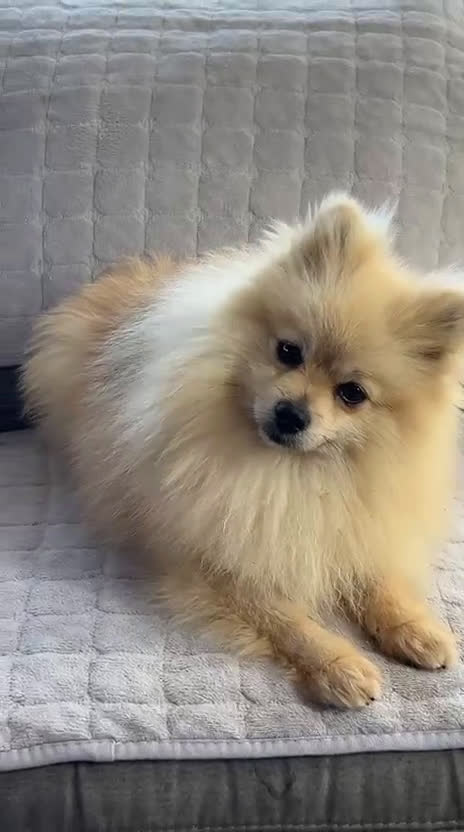 Spitz cani in vendita: Spitz tedesco nano  - Video 1