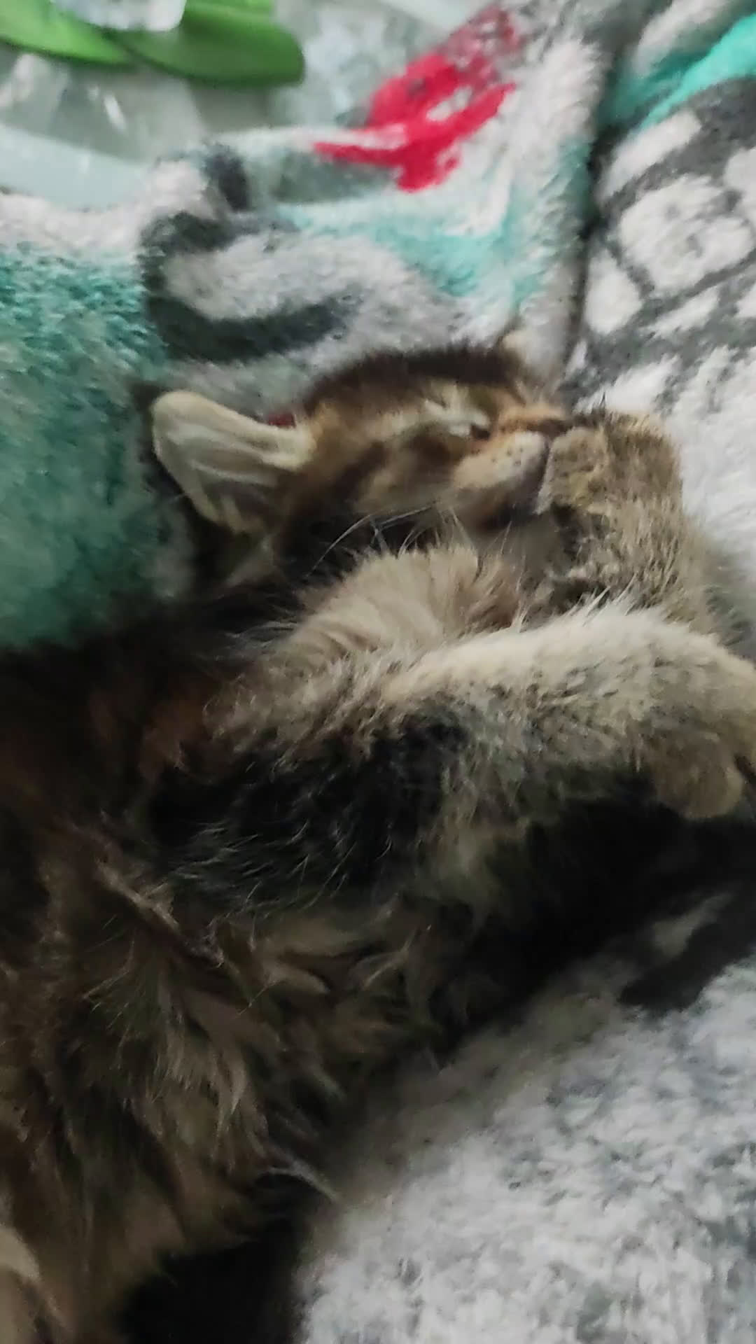 Maine Coon gatti in vendita: Coppia di Maine coon  - Video 1