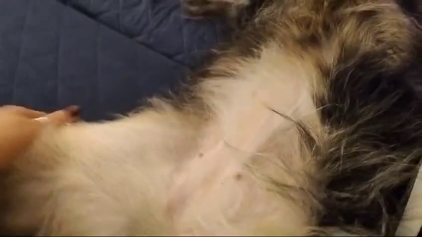 Meticcio cani in regalo: MI ADOTTI? SONO JOY - Video 1