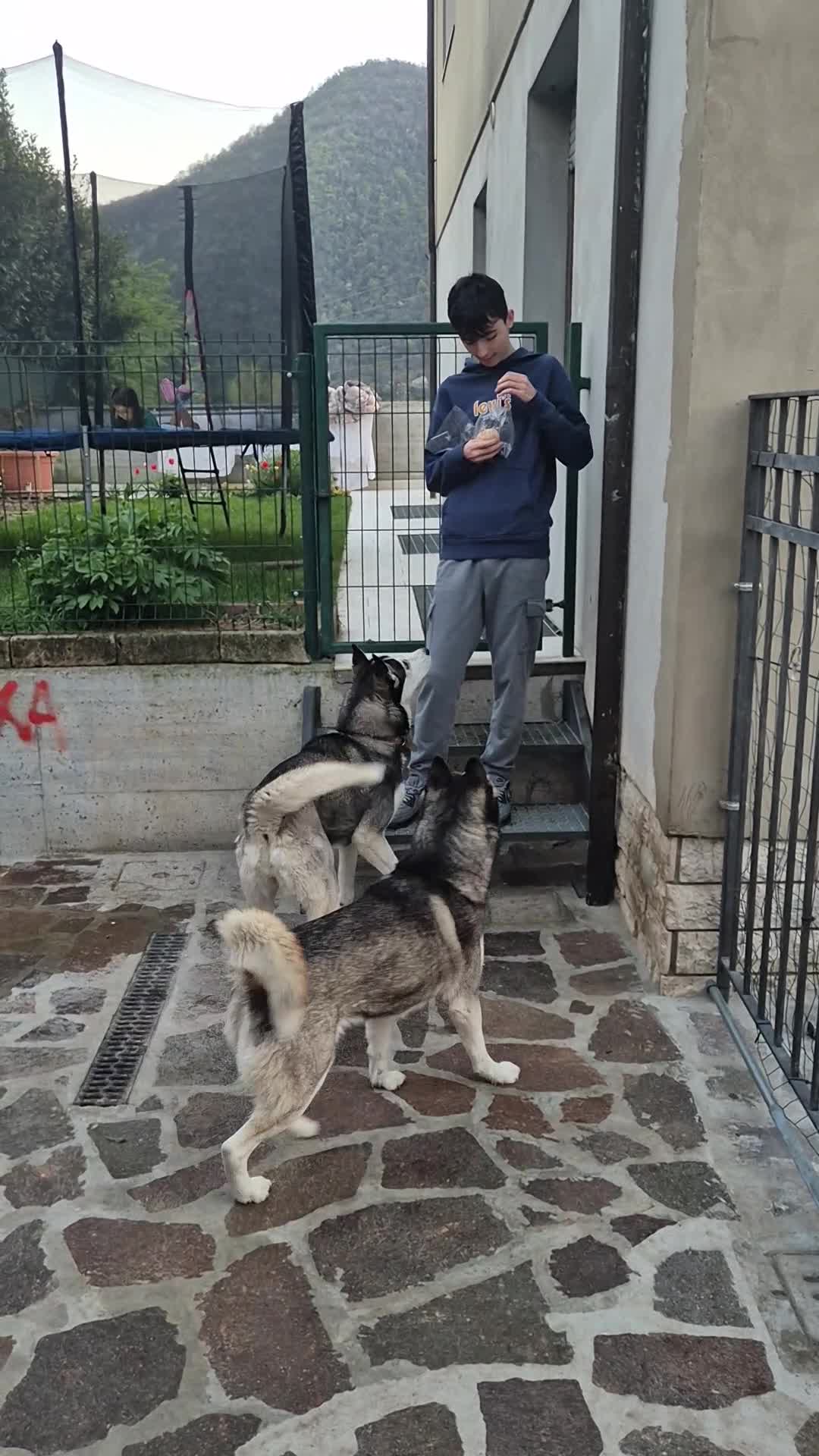 Husky cani per accoppiamento: Per monta a Provincia di Brescia - Video 1