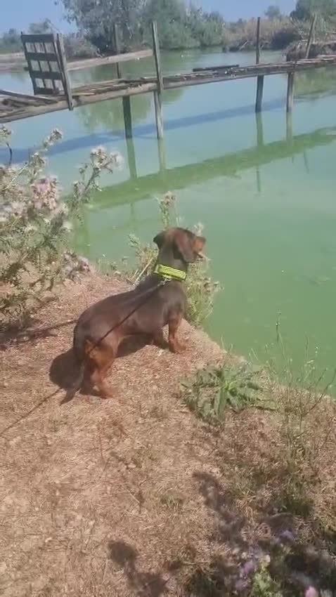 Alpenlaendische Dachsbracke cani in vendita: Femmina Dachsbracke - Video 1