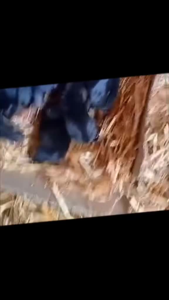 Bassotto cani in vendita: Cuccioli maschi pelo raso bassotto tedesco nano  - Video 1