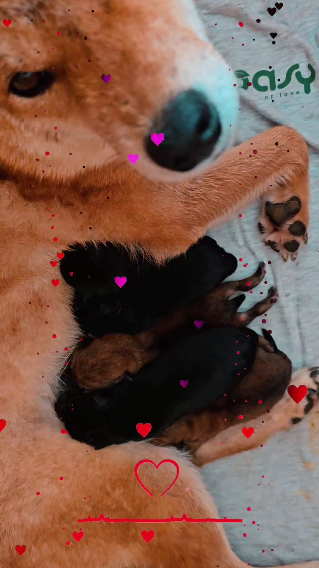 Shiba Inu cani in vendita: Shiba inu - Video 1