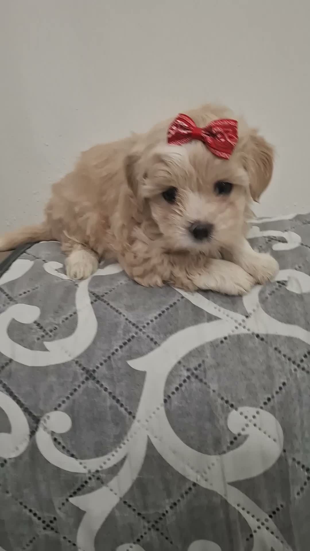 Maltipoo cani in vendita: Maltipoo di Prima Generazione  - Video 1