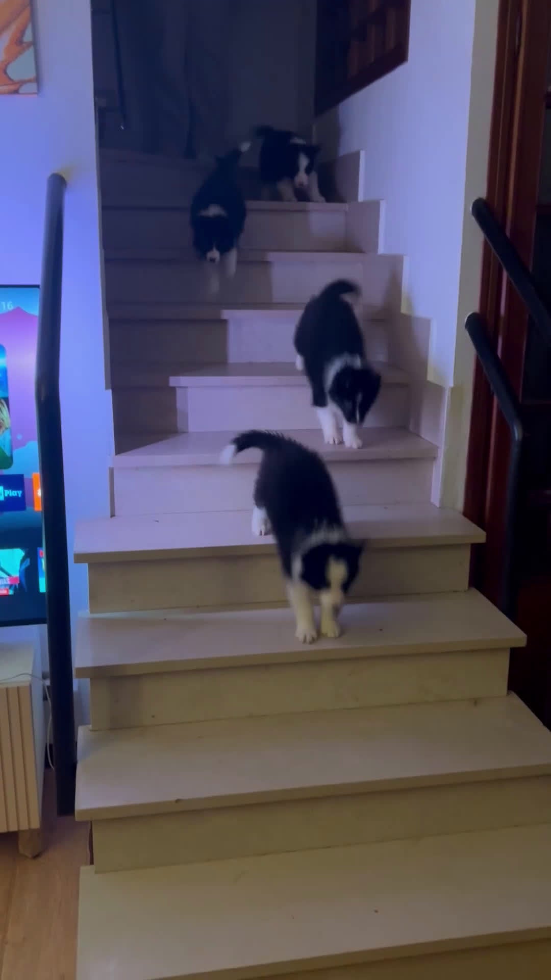 Border Collie cani in vendita: Cuccioli maschi di Border Collie con pedigree ENCI - Video 1