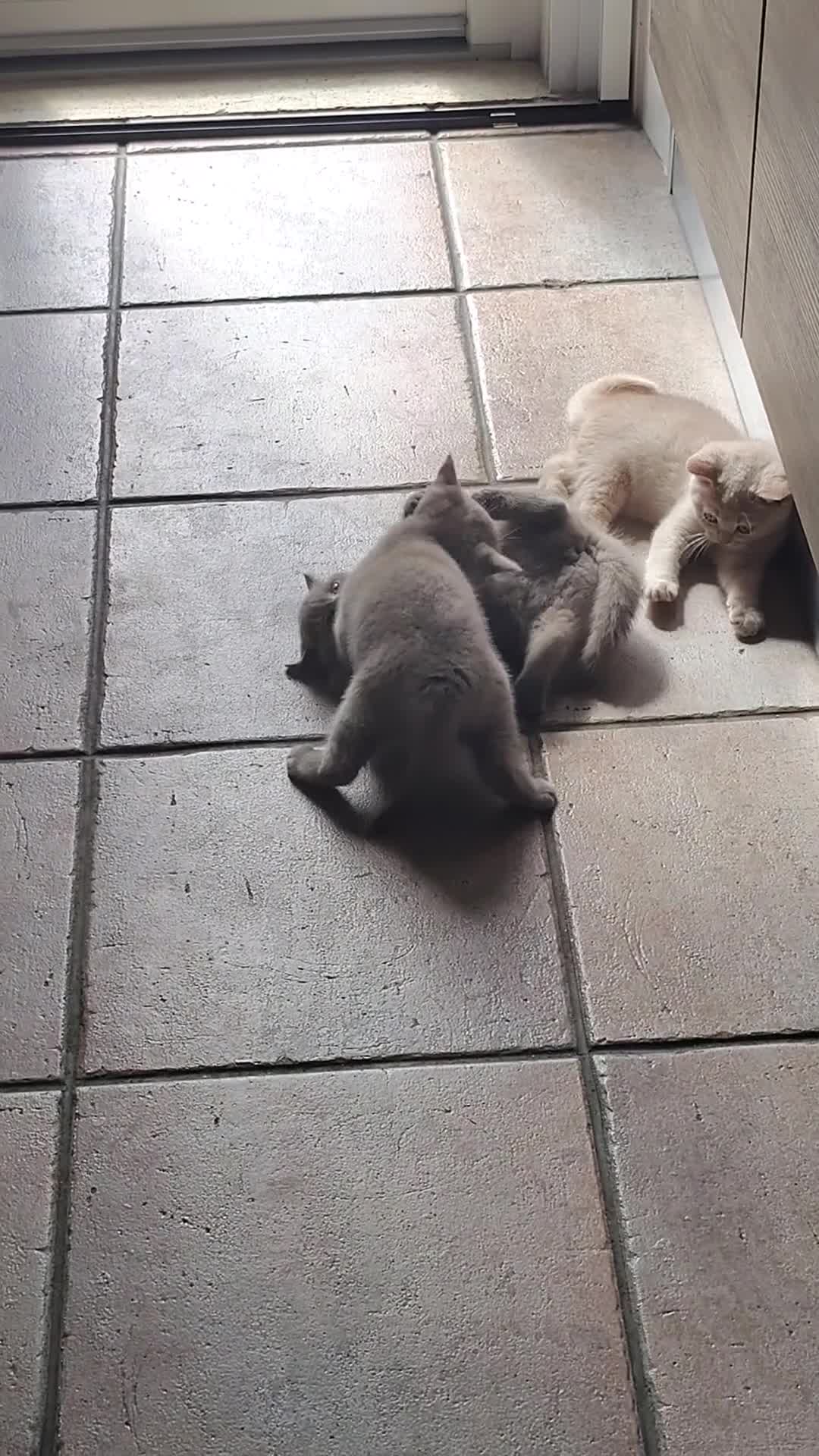 British gatti in vendita: Principessa di pura razza British Shorthair  - Video 1