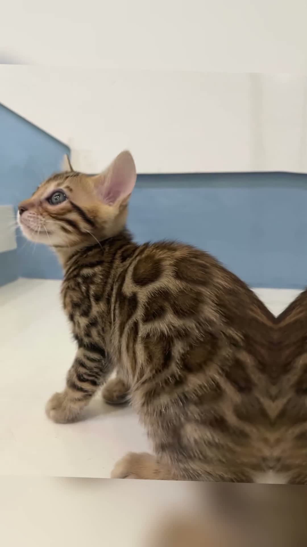 Bengala gatti in vendita: Cuccioli bengala - Video 1