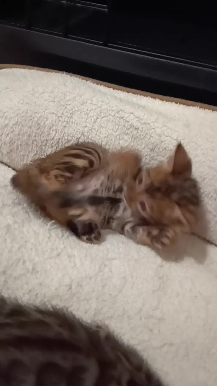 Bengala gatti in vendita: le meraviglie di Selected Breed  - Video 2