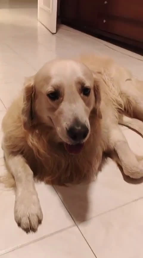 Golden Retriever cani in regalo: Max, una meraviglia di Golden Retreiver - Video 1