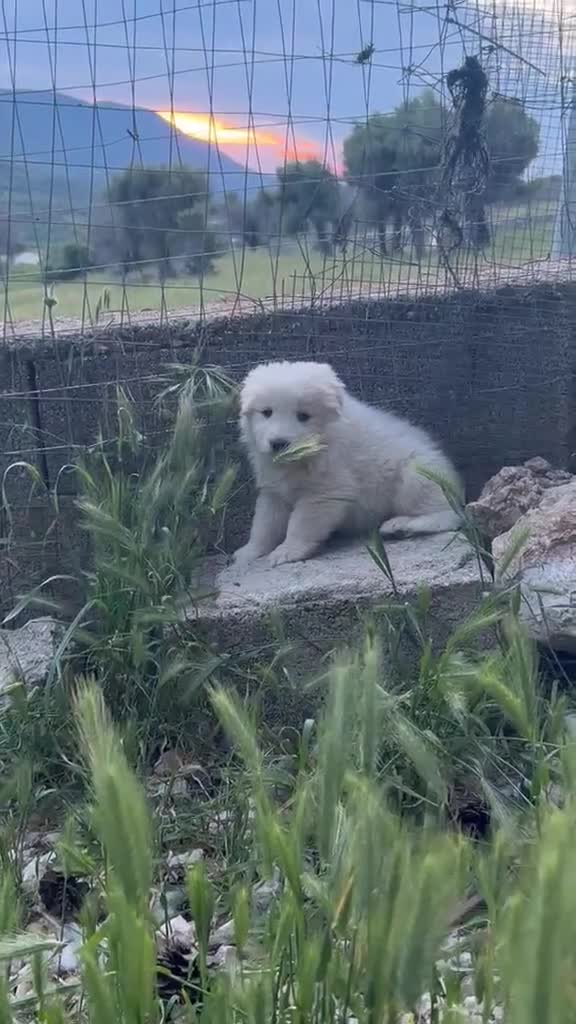 Pastore Abbruzzese Maremmano cani in regalo: Cuccioli maremmani maschi  - Video 1