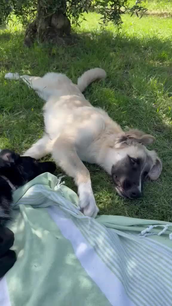 Meticcio cani in regalo: Cerchiamo urgente stallo casalingo postoperatorio  - Video 2