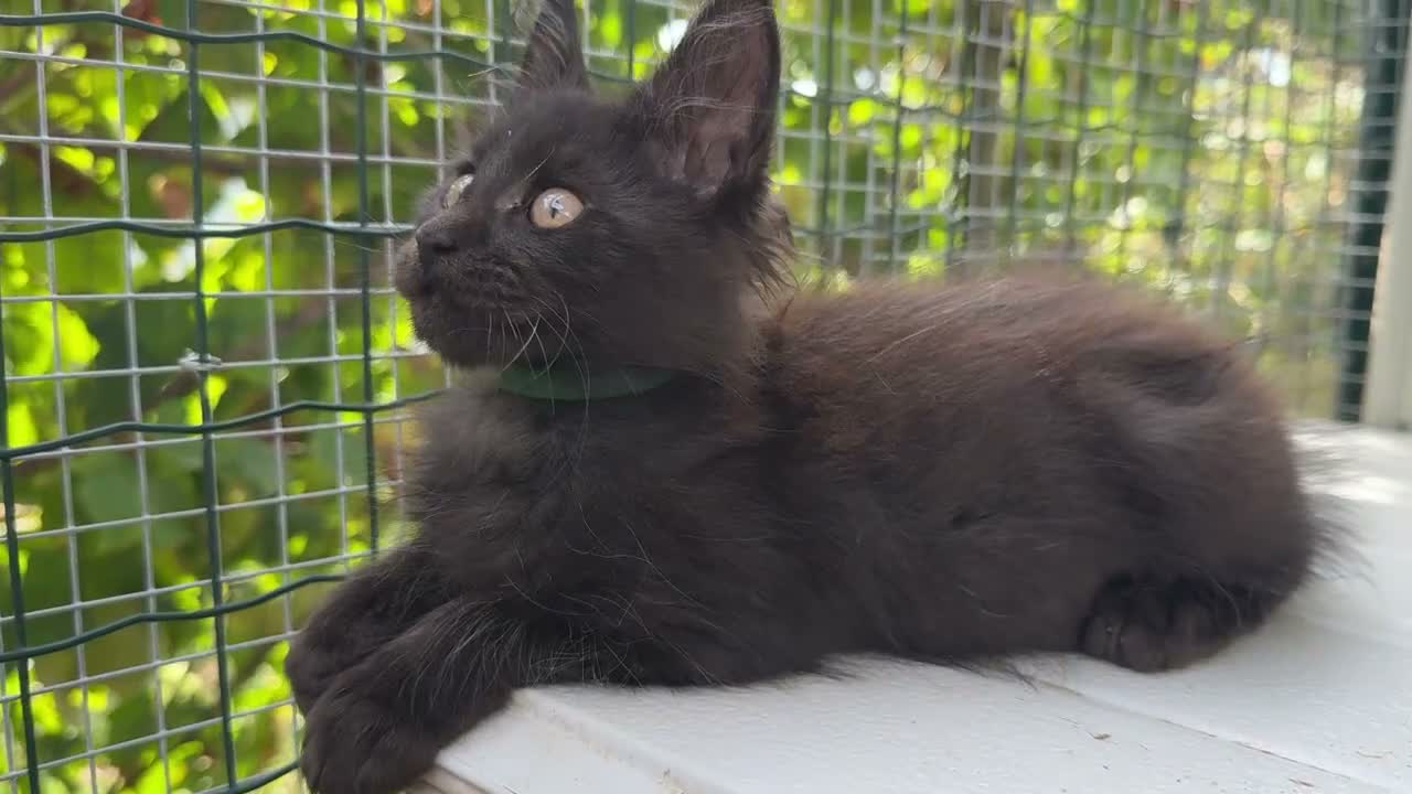 Maine Coon gatti in vendita: Cucciolo di maine coon manto nero (Daiquiri) - Video 4