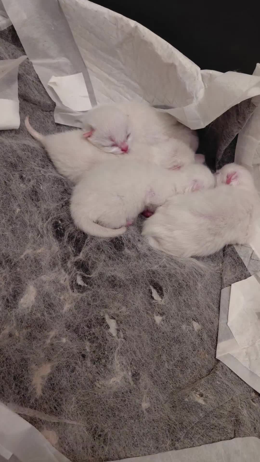 British gatti in vendita: Bellissimi brithish e scotthish stright - Video 2