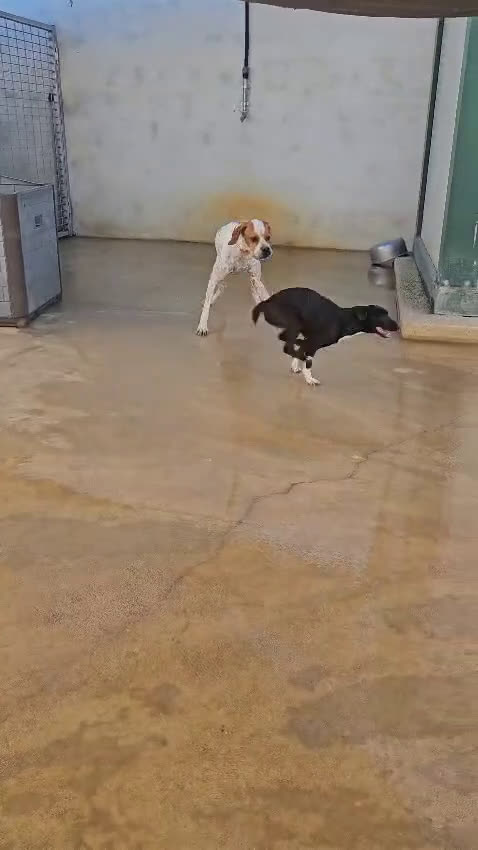 Meticcio cani in regalo: Beatrice: cucciolotta taglia contenuta socievole  a Città Metropolitana di Genova - Video 4