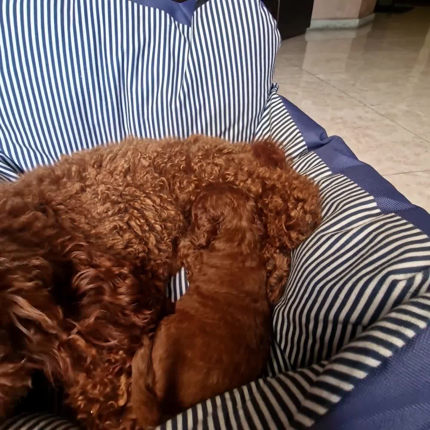 Barboncino Toy cani in vendita: Barboncino mini toy  / Teacup  red brown  - Video 3
