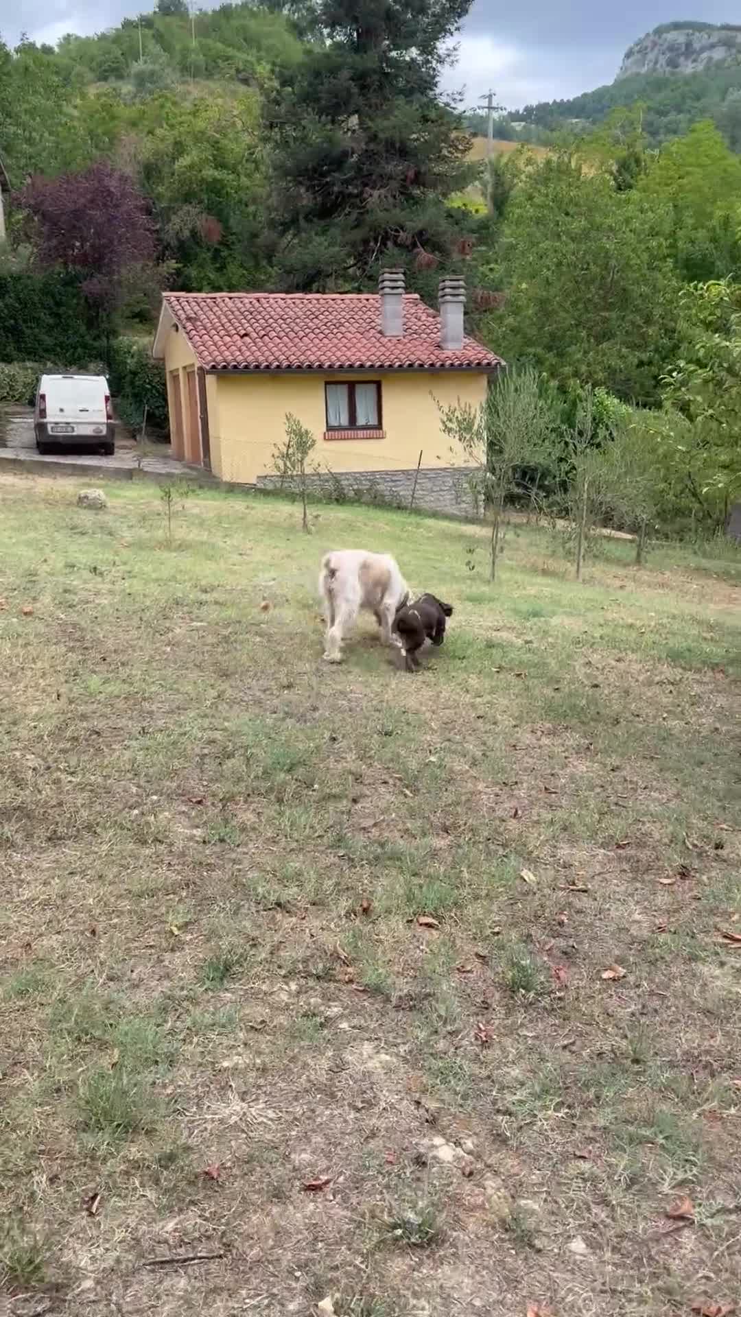 Spinone cani in vendita: Cuccioli di Spinone Italiano - Video 1