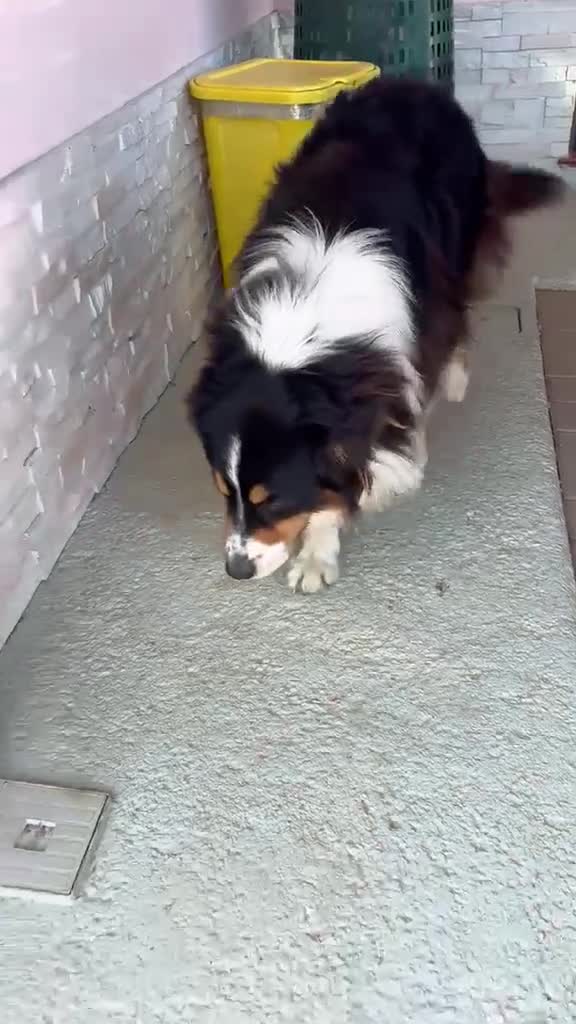 Australian Shepherd cani per accoppiamento:  Australian Shepherd cerca femmina a Provincia di Perugia - Video 1