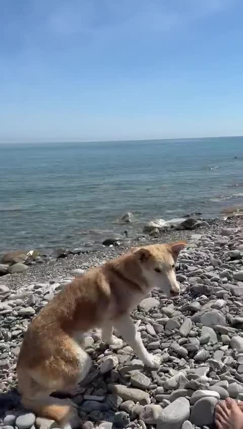 Meticcio cani in regalo: Simba a Provincia di Cosenza - Video 2