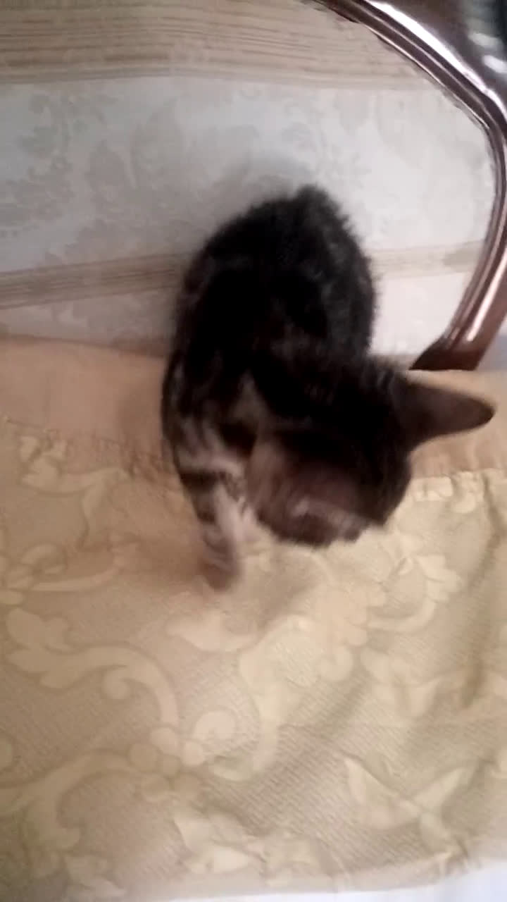 Europeo gatti in regalo: Dolcissime sorelline - Video 1