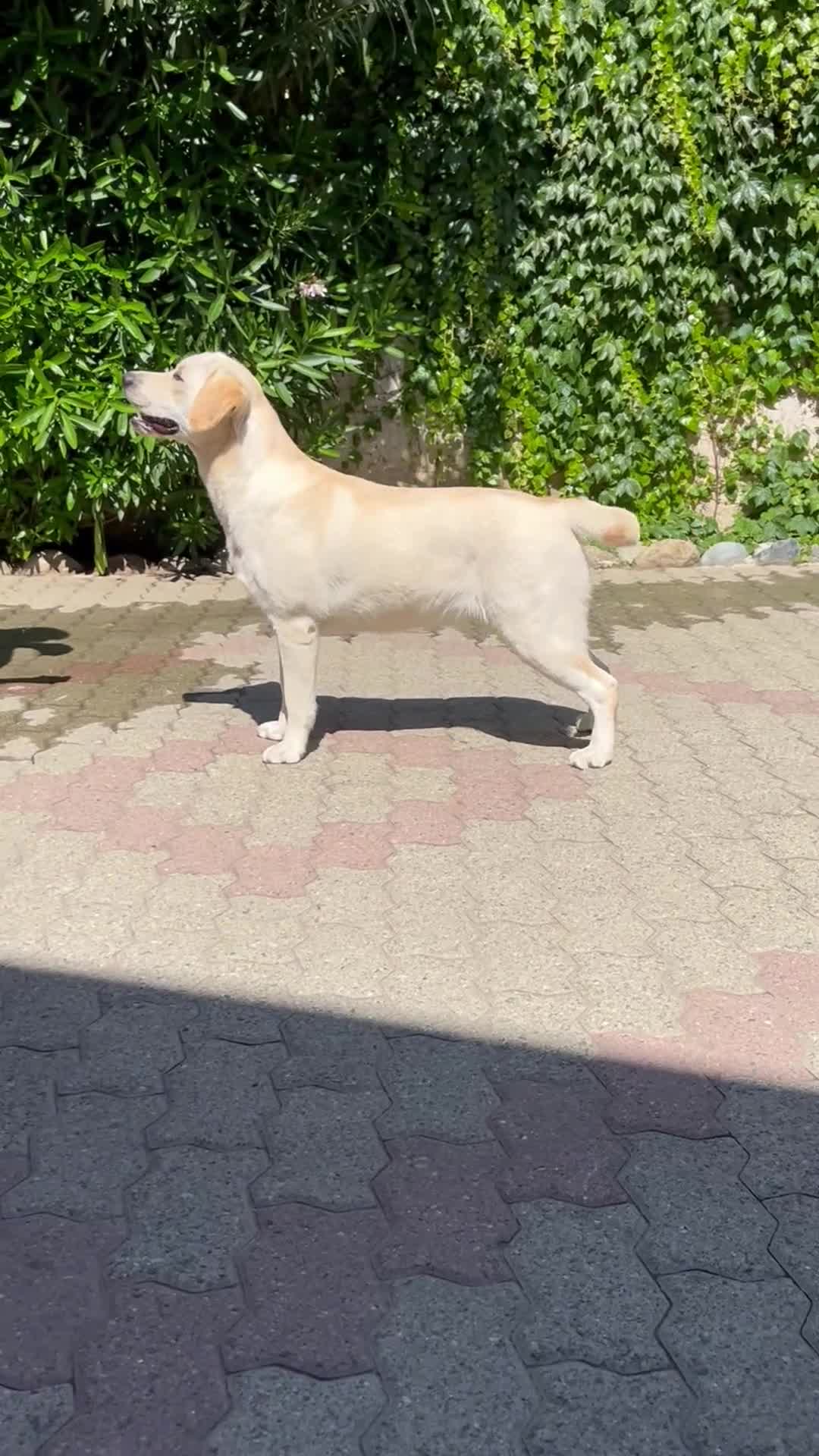 Labrador cani in vendita: Cucciolona con pedigree di 14 mesi a Città Metropolitana di Torino - Video 1