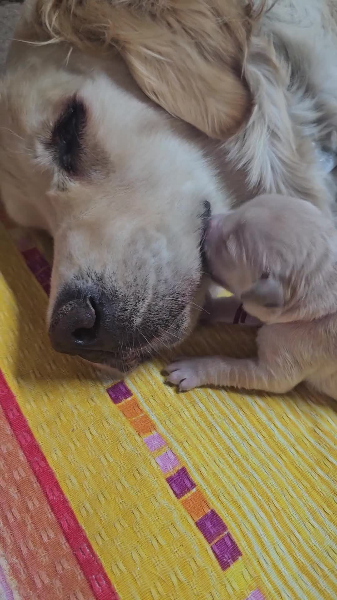 Golden Retriever cani in vendita: Golden linea inglese  - Video 2