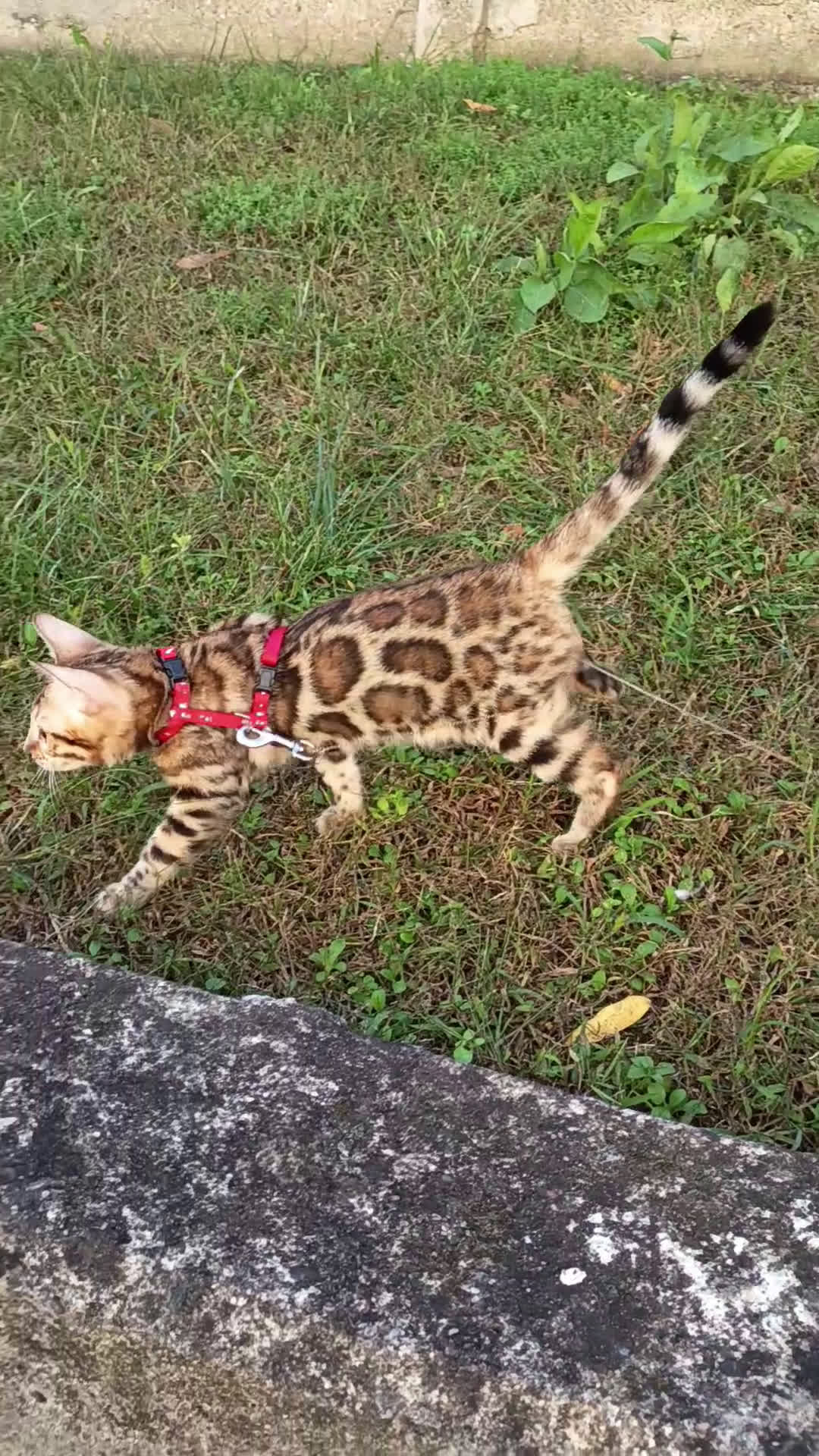 Bengala gatti in vendita: Meravigliosa bengalina  - Video 2