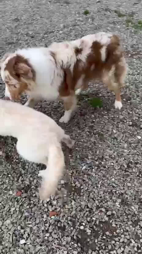 Meticcio cani in regalo: Lilly: 8 mesi, taglia media, socievole  - Video 1