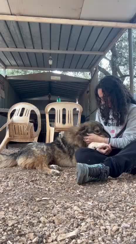 Pastore dei Carpazi cani in regalo: Meraviglioso Pastore dei Carpazi a Città metropolitana di Milano - Video 2