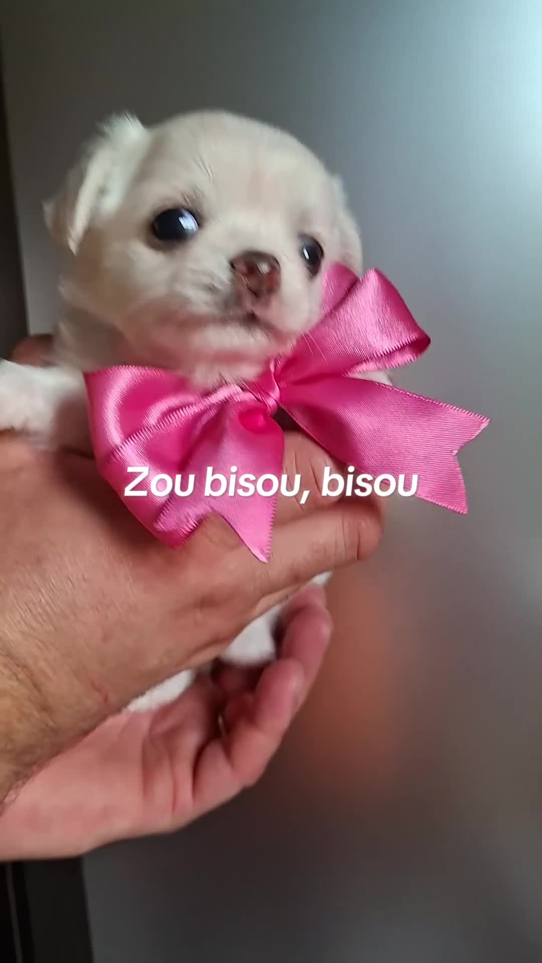 Chihuahua cani in vendita: Chihuahua pelo lungo  - Video 1