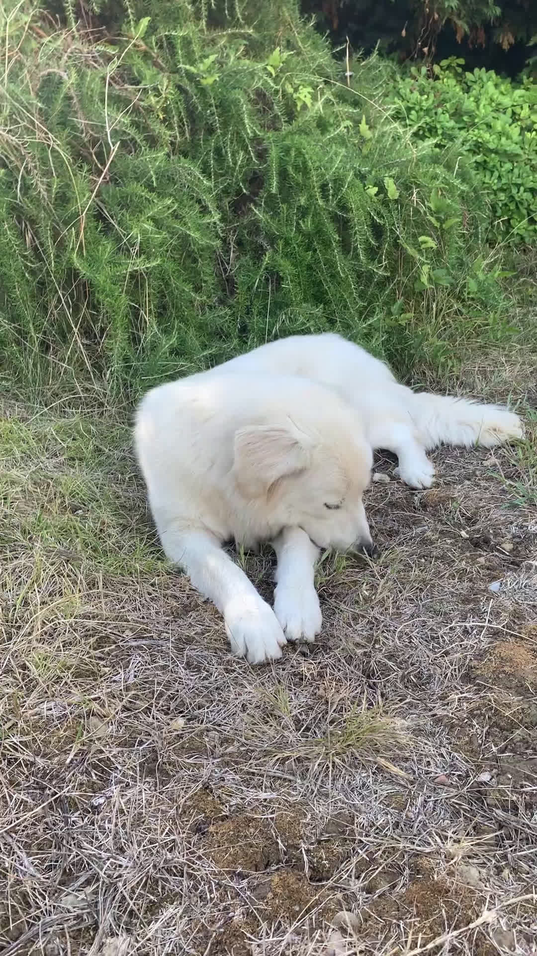 Meticcio cani in regalo: Fortunato cerca casa fortunata  - Video 1
