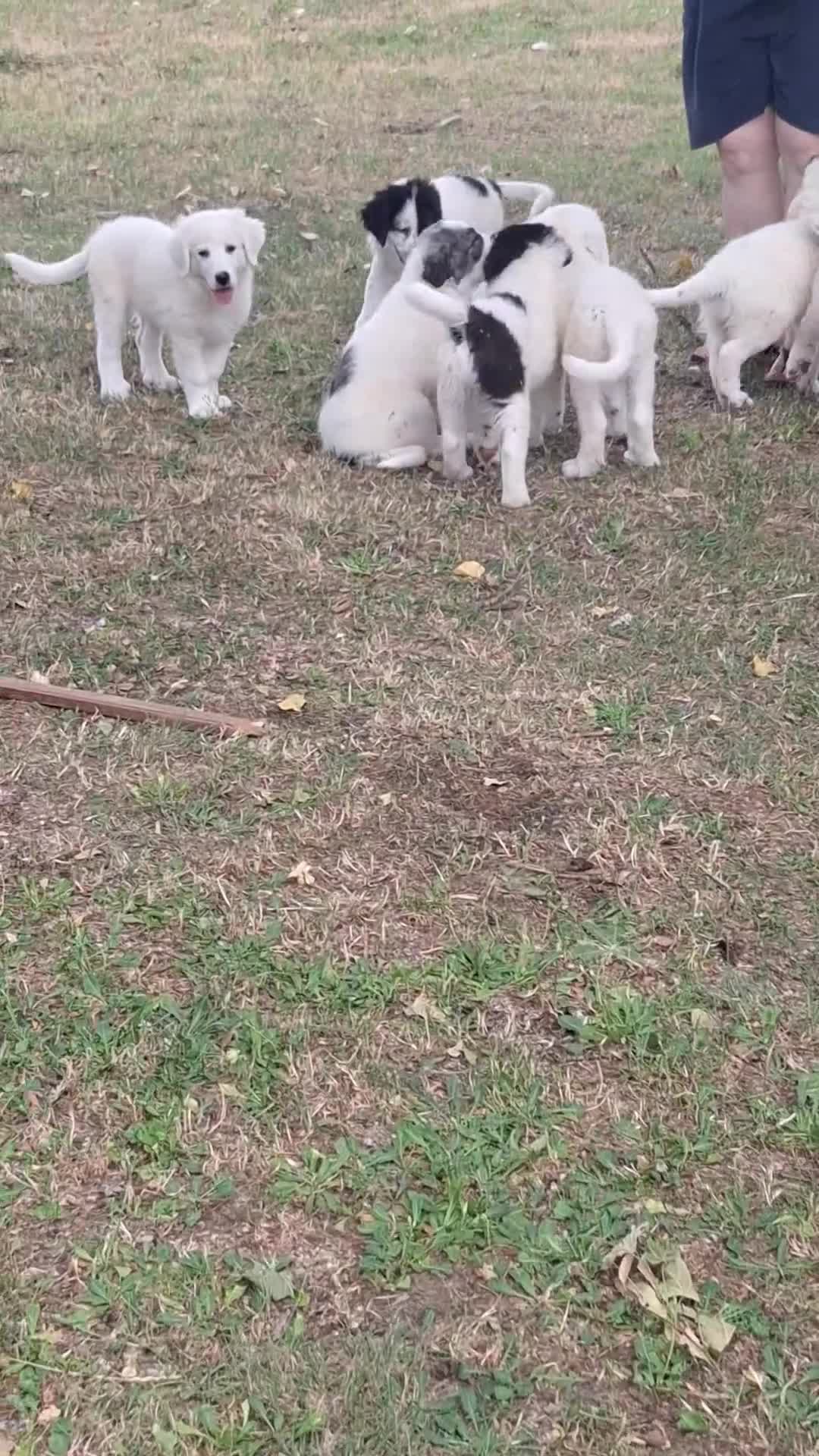 Pastore Abbruzzese Maremmano cani in vendita: Cuccioli di pastore maremmano - Video 2