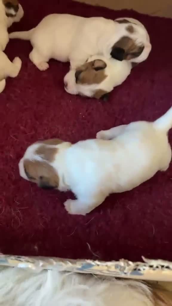 Jack Russell cani in vendita: Cuccioli Jack Russel Terrier Alta genealogia  - Video 1