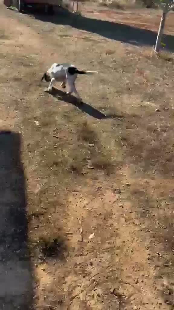 Breton cani in regalo: Cloe Bretoncina 3anni ok gatti SOS CASA LECCE - Video 1