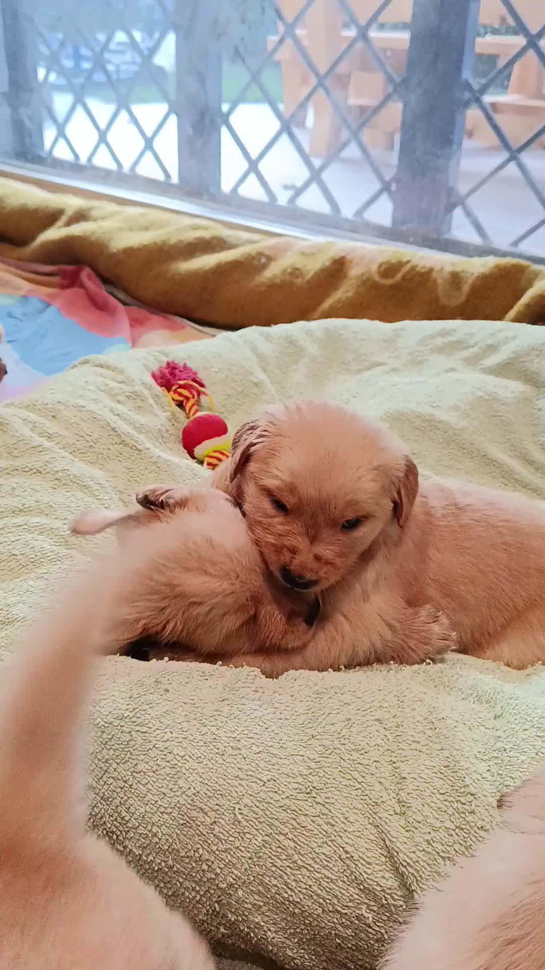 Golden Retriever cani in vendita: Cuccioli di Golden Retriever  - Video 1