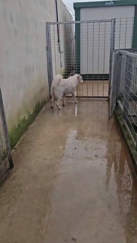 Meticcio cani in regalo: Ugo: cucciolone buonissimo con tutti  - Video 2