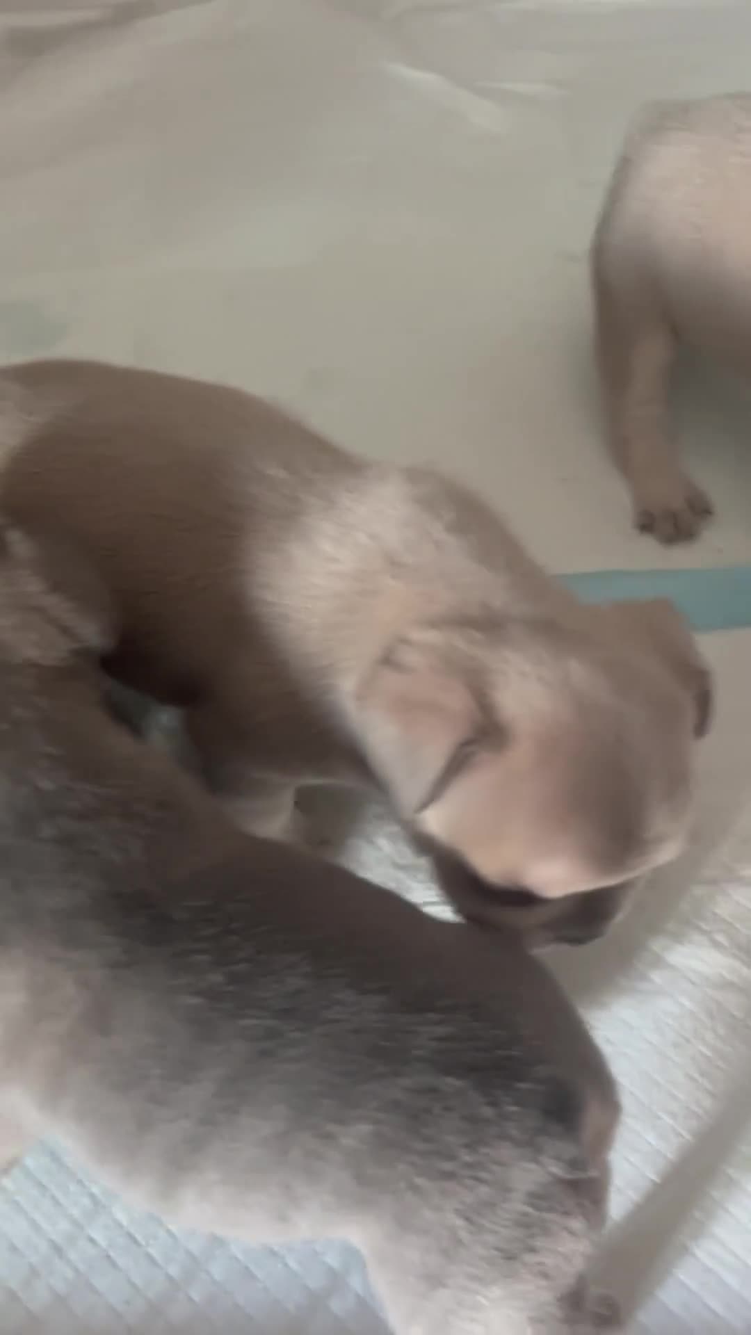 Bulldog Francese cani in vendita: Cuccioli di bulldog francese - Video 1