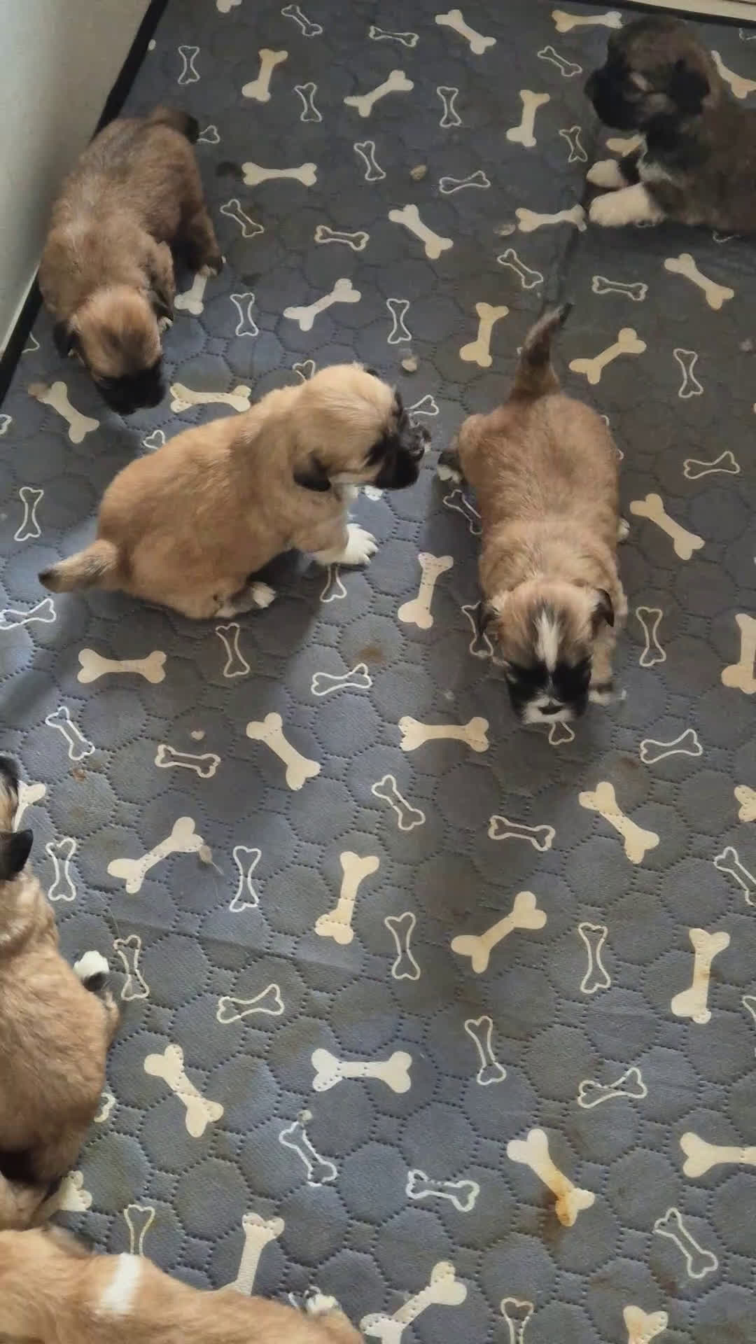 Lhasa Apso cani in vendita: Bellissimi cuccioli di Lhasa Apso - Video 1