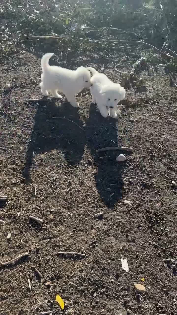 Pastore Abbruzzese Maremmano cani in vendita: Cuccioli maschi di pastore abruzzese - Video 1