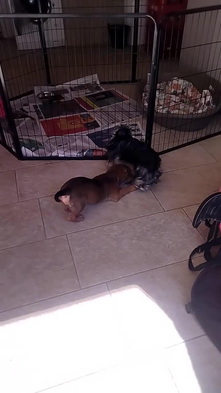 Meticcio cani in regalo: CUCCIOLA TG PICCOLA - Video 1