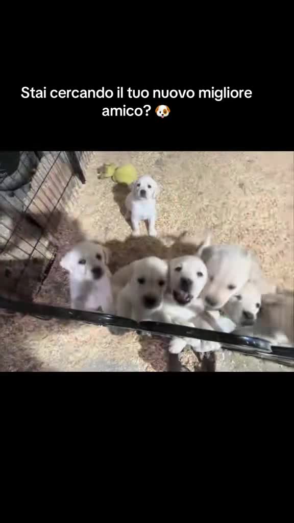 Labrador cani in vendita: Nuova cucciolata nata il 8/3/26 a Provincia di Rieti - Video 2