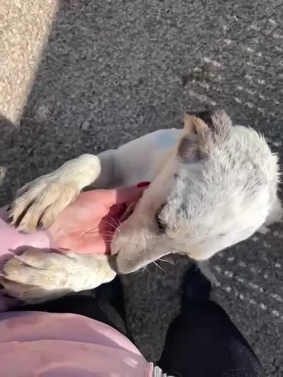 Meticcio cani in regalo: MAMMA E FIGLIA - Video 3