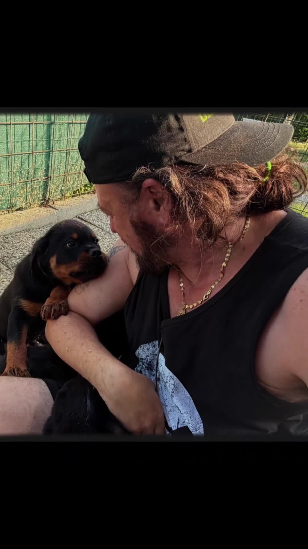 Rottweiler cani in vendita: ROTTWEILER TAGLIA GRANDE LINEA SERBA - Video 1