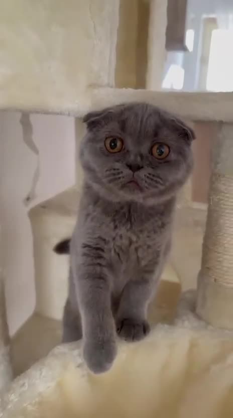 British gatti in vendita: Quattro piccoli British cercano casa 🐾 - Video 1